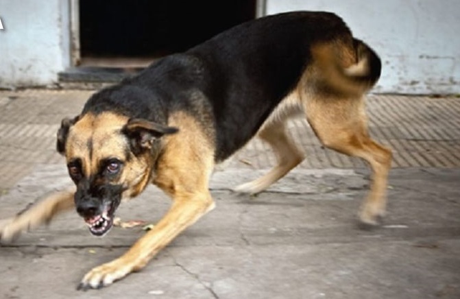 La rabia canina en Sucre sube a 37 casos y advierten con aplicar sanciones a dueños que no vacunen a sus mascotas