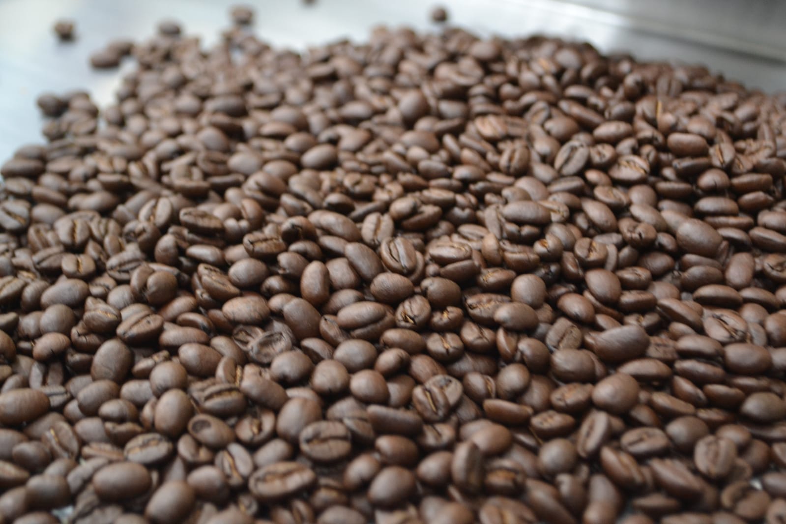 Arce destaca apoyo de $us 8,5 millones para la producción de café en Yungas y su comercialización