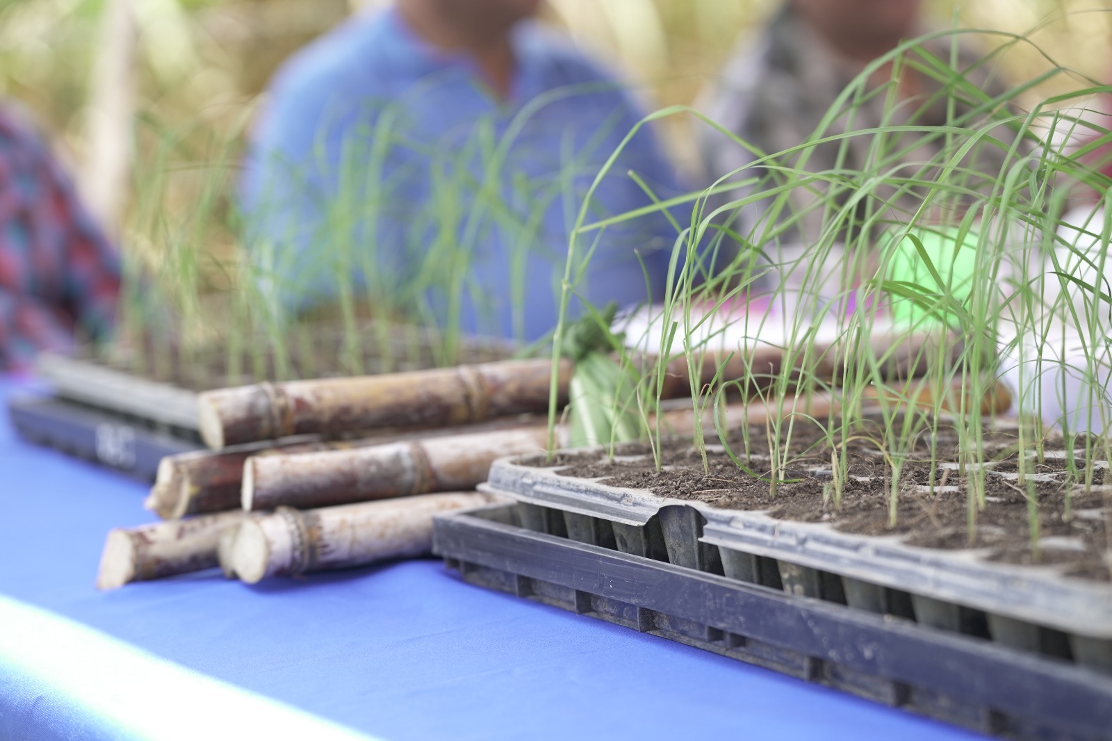 Liberan nueva variedad de caña de azúcar de alto rendimiento tolerante a enfermedades