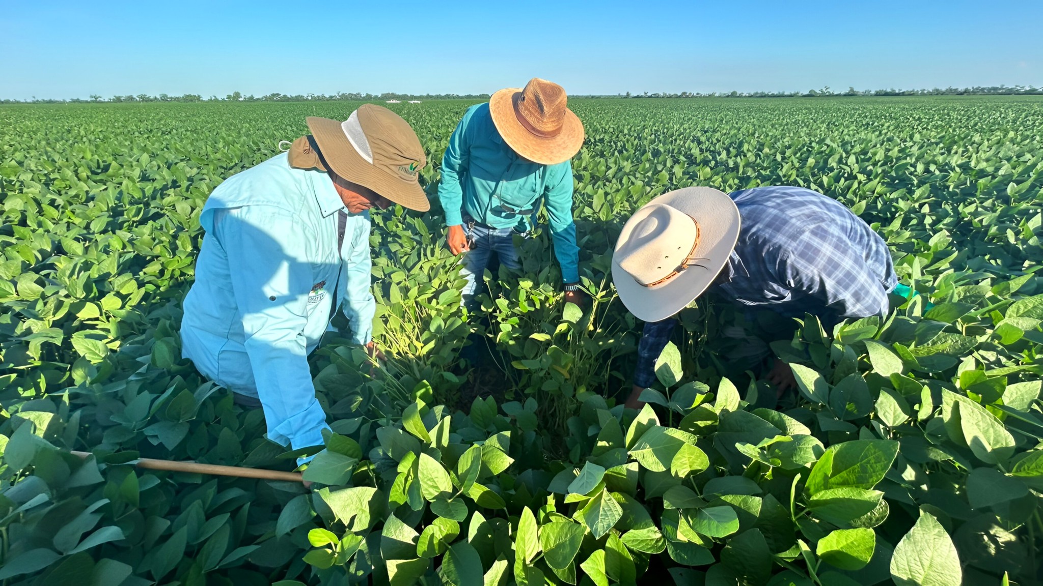 Aseguran la calidad productiva: Iniaf certifica 1.500 hectáreas de semillas de soya en Santa Cruz 