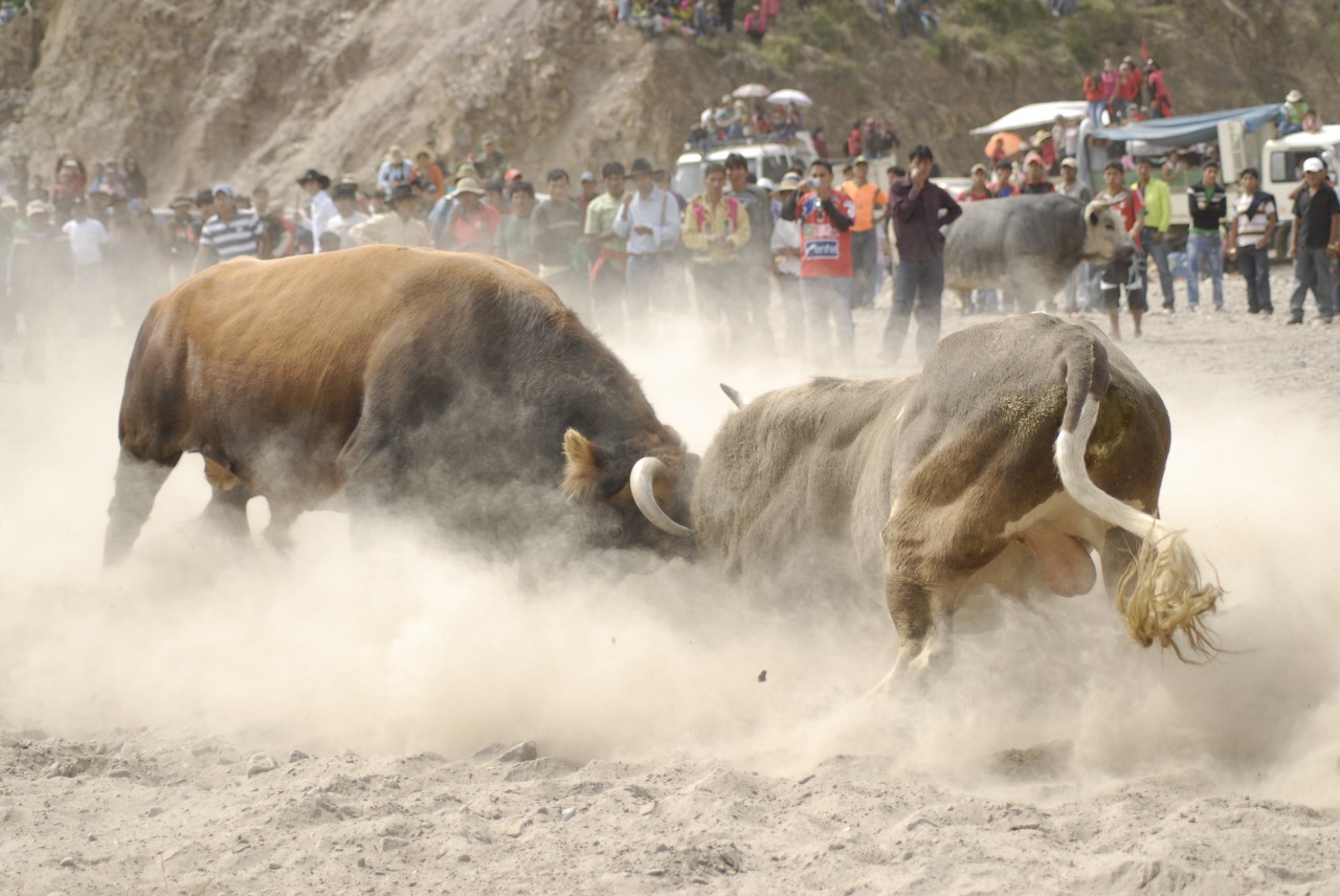 San Pedro de Buena Vista se prepara para el Toro Tinku, el combate de colosos