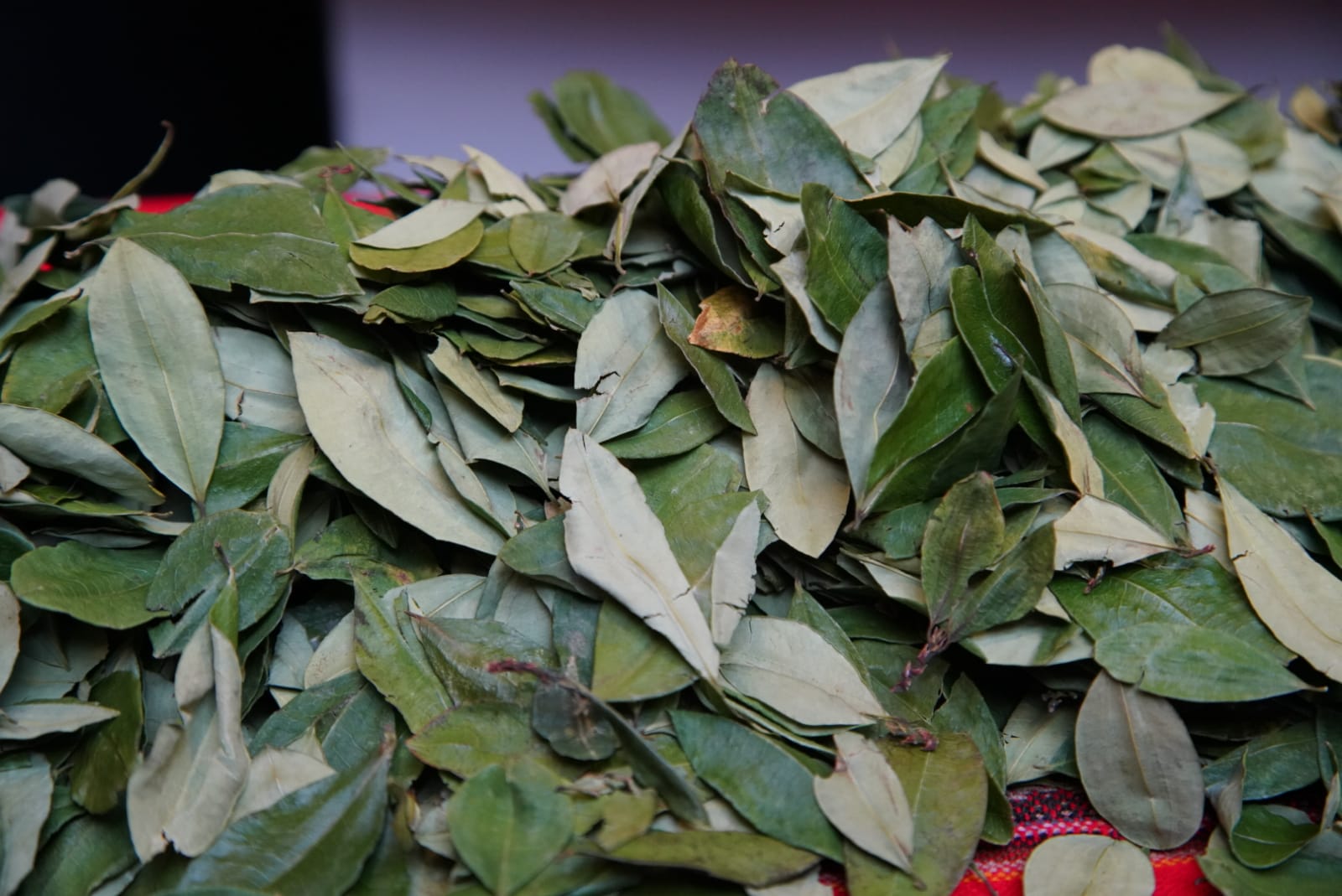 Bolivia revaloriza el masticado de la coca como tradición y cultura que tiene reconocimiento internacional