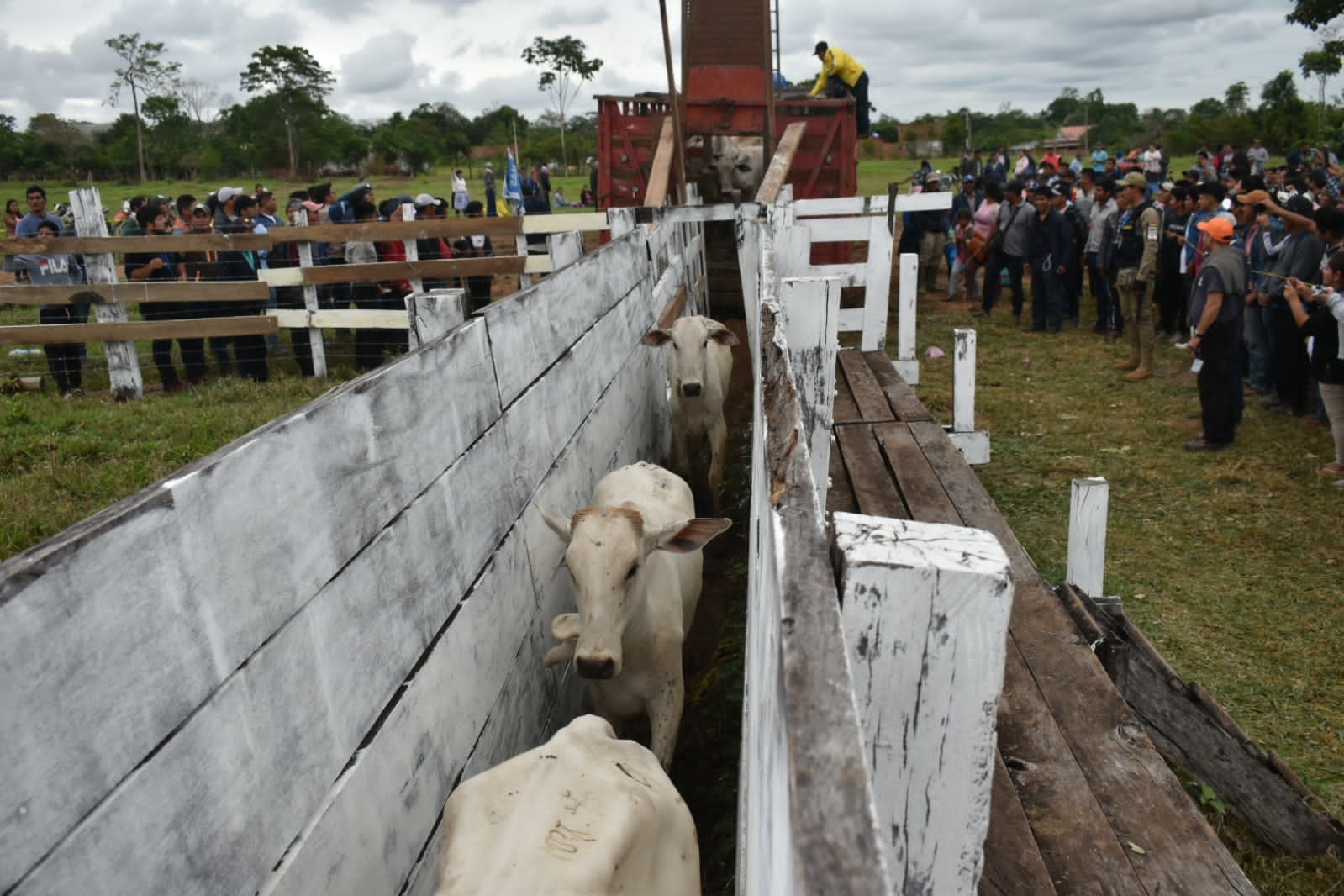 Gobierno entrega 2.680 vaquillas a pequeños productores de Yapacaní