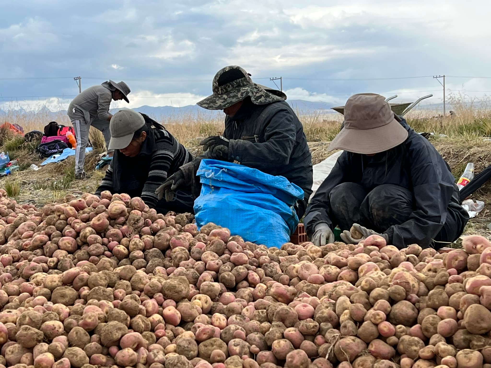 INSA convoca a pequeños productores a registrar sus cultivos en el seguro agrario