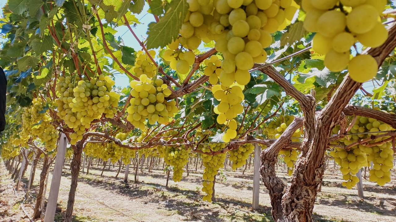Saipina se perfila como nuevo polo de producción de uva en Santa Cruz