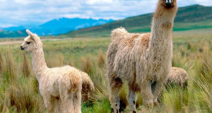 Complejo industrial contará con un potencial de al menos 3 millones de cabezas de camélidos en tres departamentos