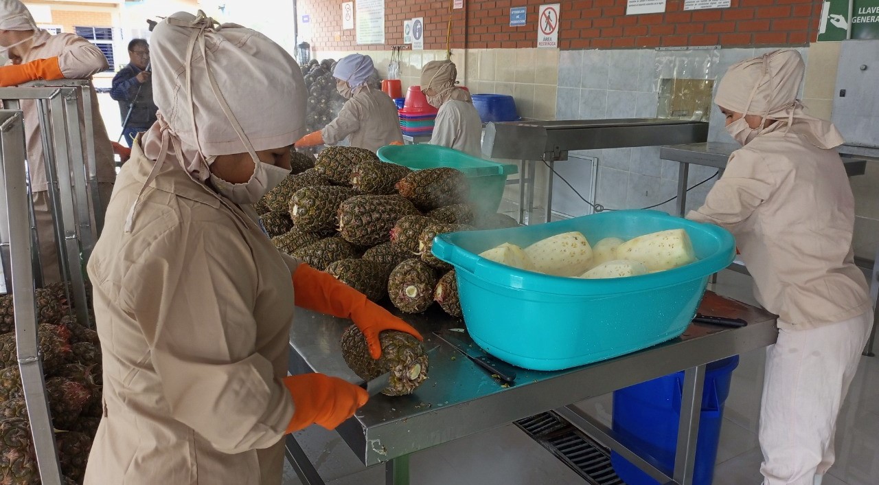 Insumos Bolivia y productores del Trópico de Cochabamba acuerdan provisión diaria de palmito y piña
