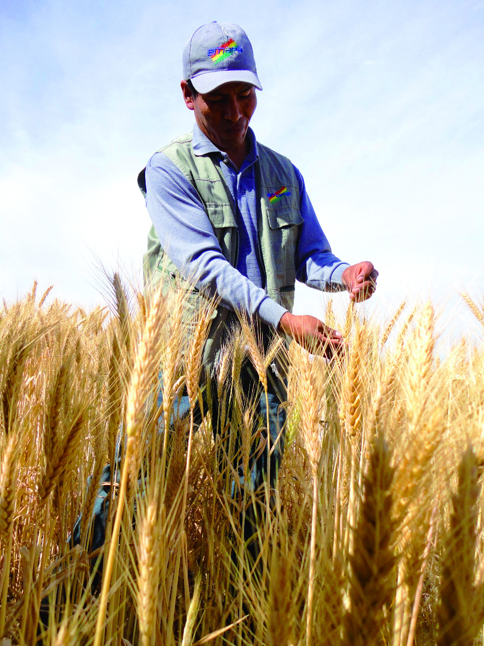 Emapa aumenta siembra de trigo a 100.000 ha y prevé acopiar 200.000 t este año