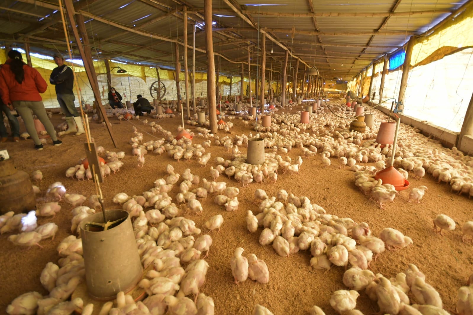 Emapa acopió 40.246 toneladas de maíz y abastece de manera oportuna a pecuarios 