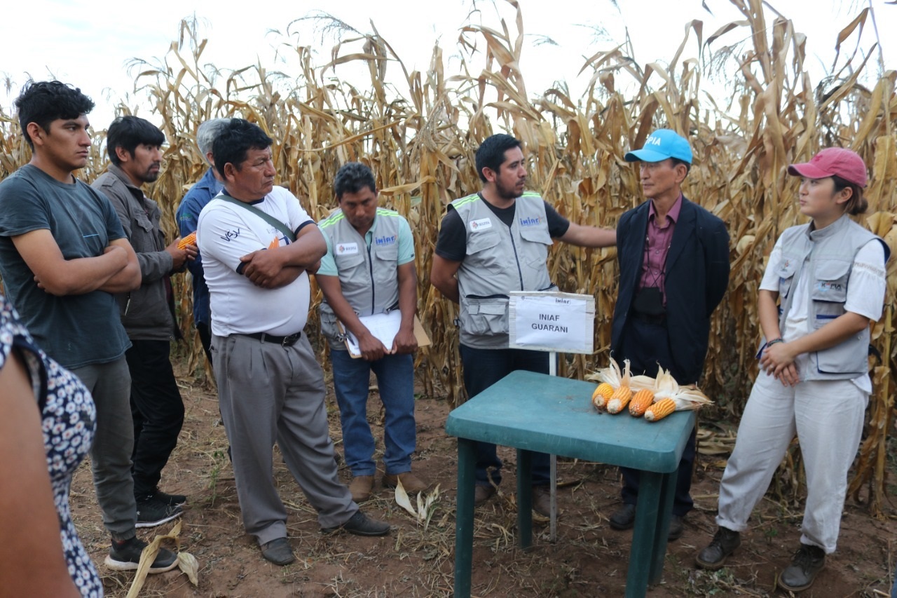 Transfieren nuevas tecnologías para incrementar la productividad del maíz en Tarija