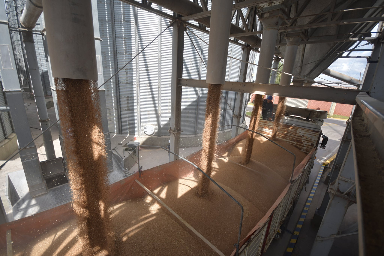 Experta asegura que consumir maíz transgénico atentaría el derecho a una alimentación sana y adecuada 