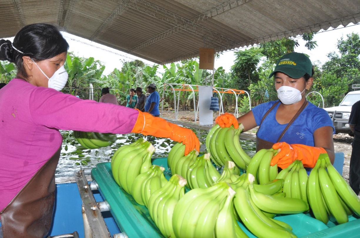 IBCE: Exportaciones de productos no tradicionales aumenta en 42% en valor y volumen al primer trimestre