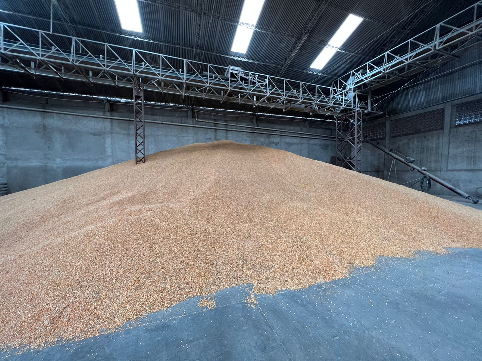 Gobierno constata existencia de maíz en centros de acopio y anuncia acciones de prevención contra el agio y especulación