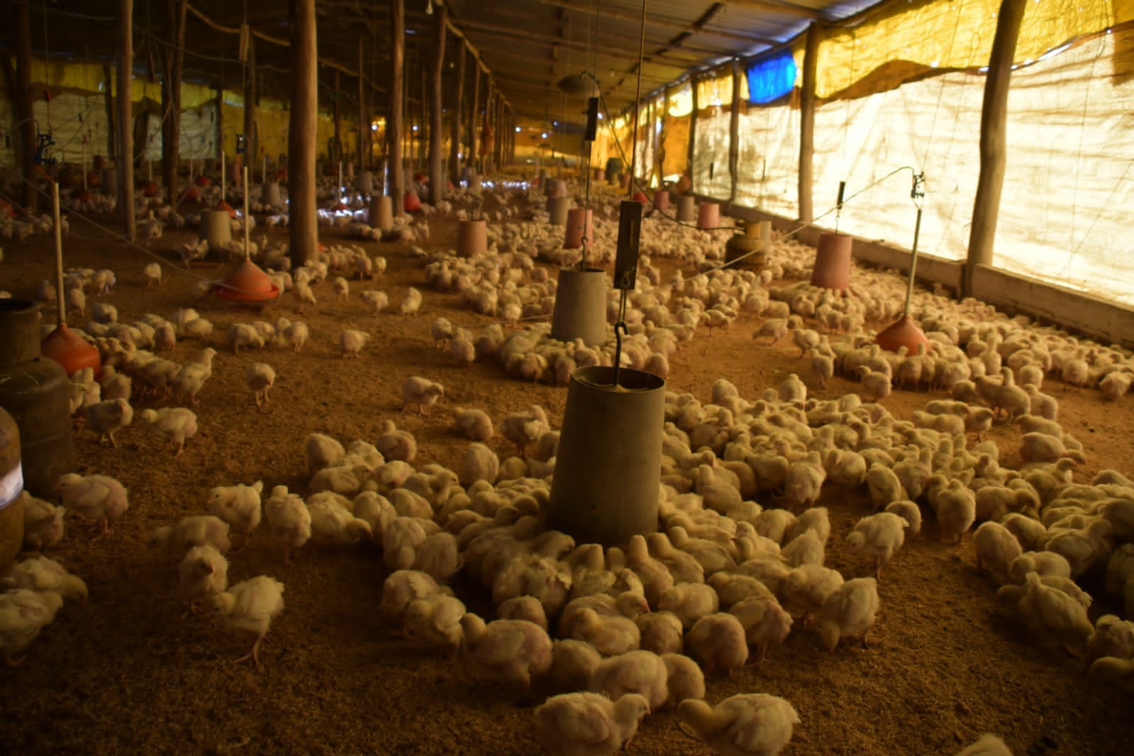 CAO pide levantar paro y reporta un millón de pollitos muertos, dos millones de hectáreas sin siembra y 115 mil unidades productivas afectadas