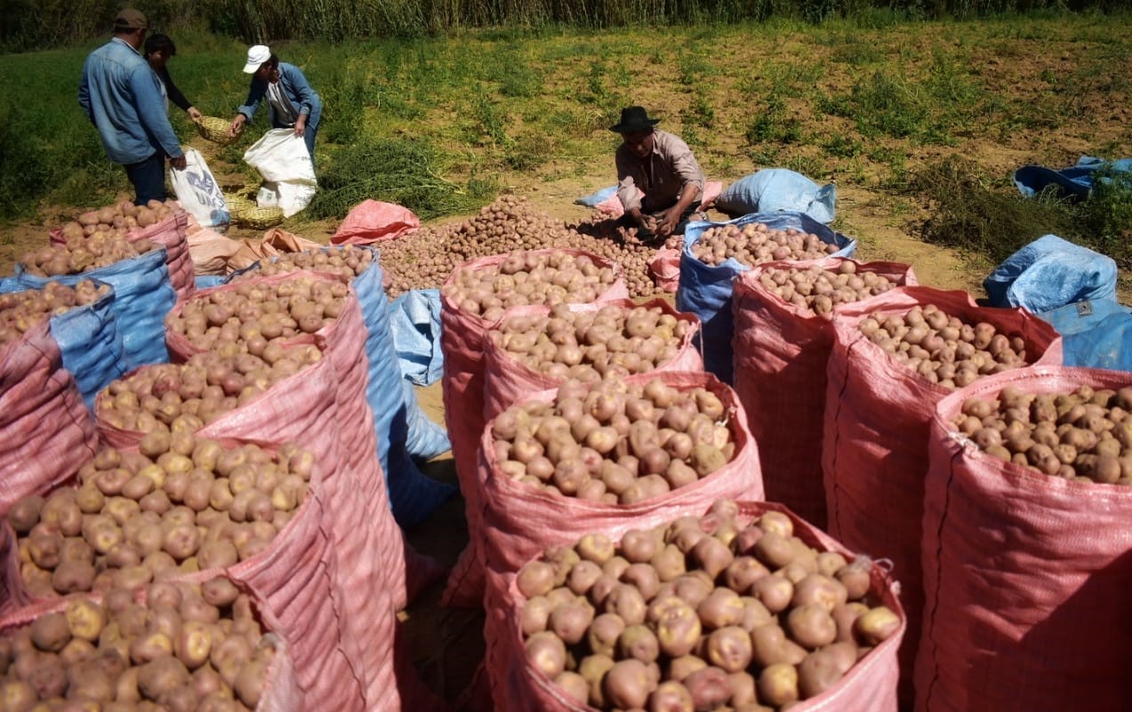 OAP: Precio de productos agrícolas se mantiene en mercados del eje central