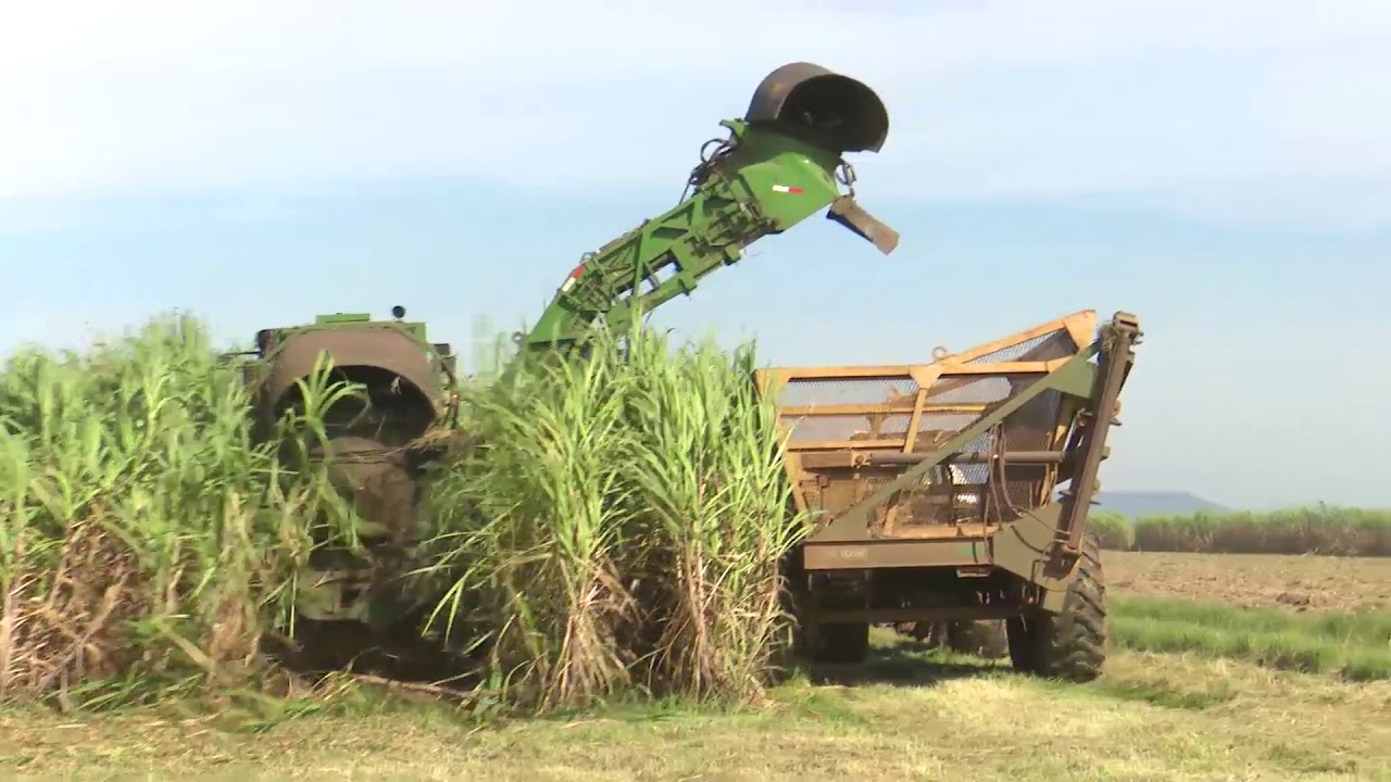 La CAO, Fegasacruz y Anapo: “En riesgo siembra de más de un millón de hectáreas de maíz, soya y arroz”