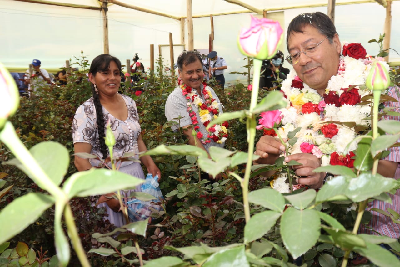 Invernaderos con riego tecnificado mejorarán la producción de los floricultores de Quillacollo para sustituir importaciones (amplia)