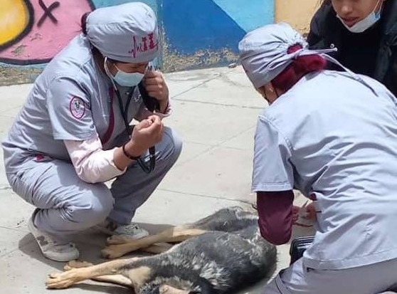 Pofoma investiga si la muerte de dos canes en la “U” alteña se trata de biocidio