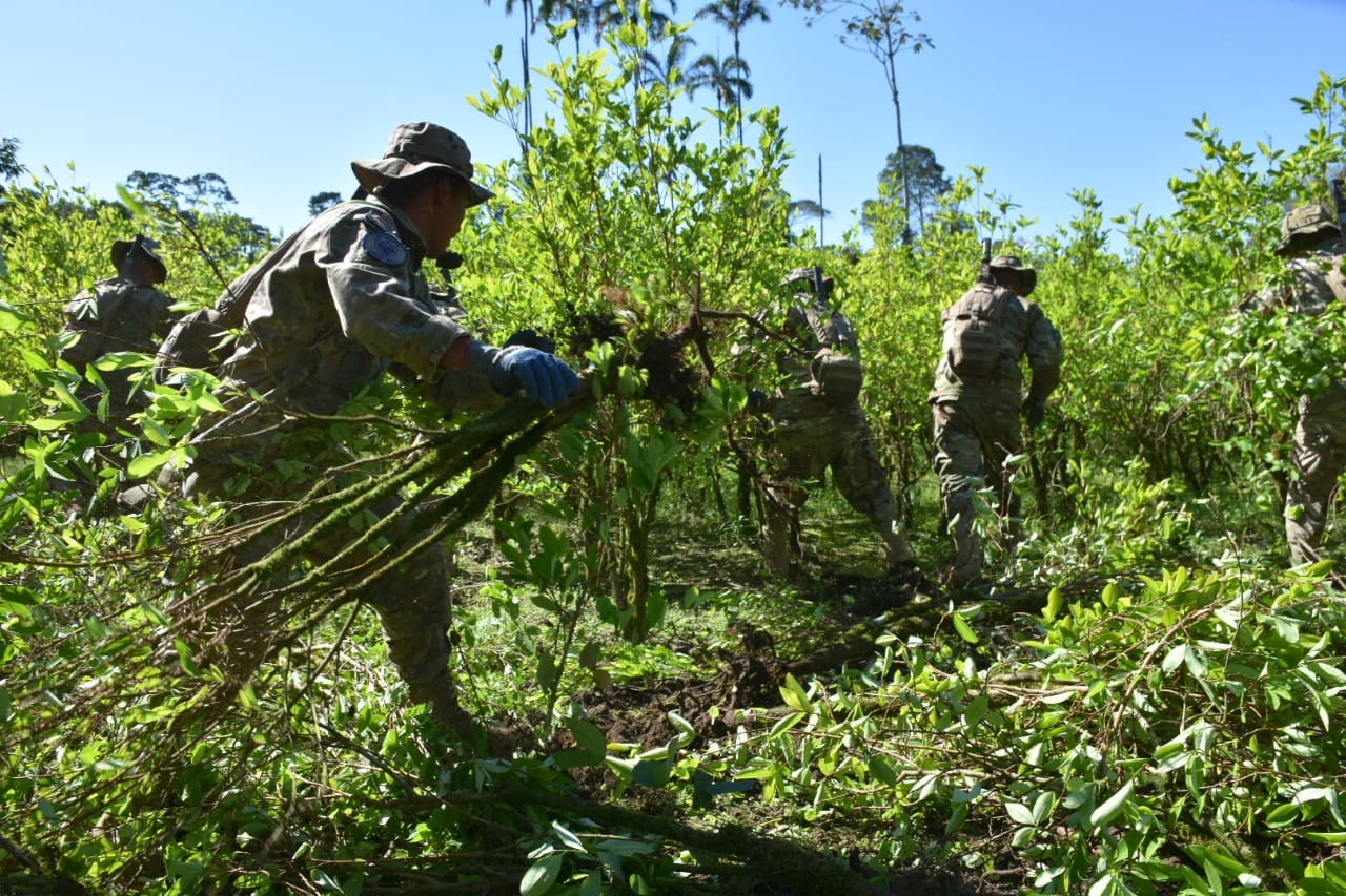 Fuerza de Tarea Conjunta bordea el 50% de la meta de erradicación de hoja de coca para este 2022