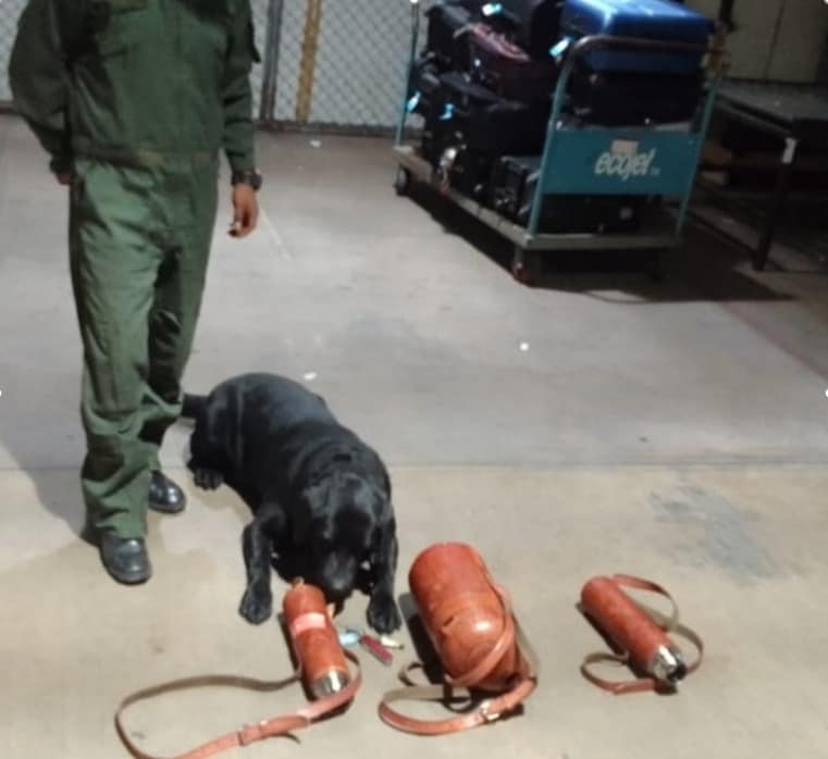 Can antinarcótico detecta droga valuada en $us 30.000 en el aeropuerto de Viru Viru