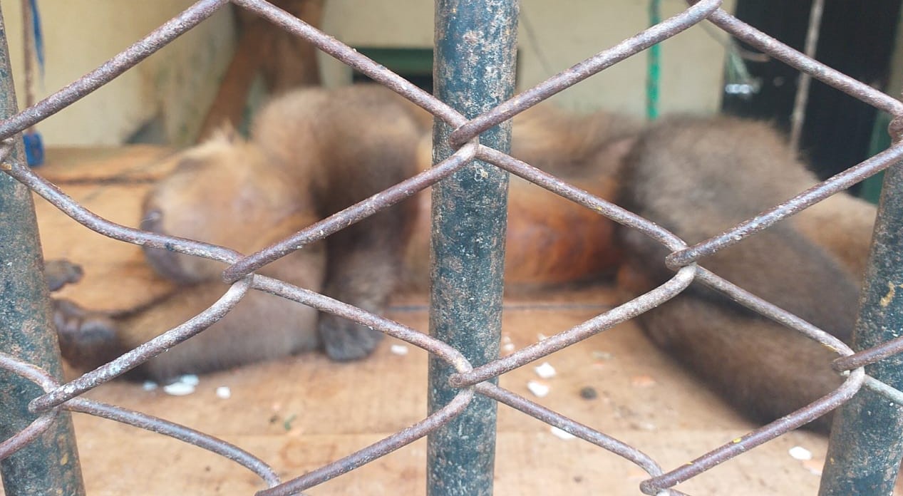 Senador del MAS presenta proyecto de ley que plantea entre uno y 10 años de cárcel por actos de violencia y maltrato animal