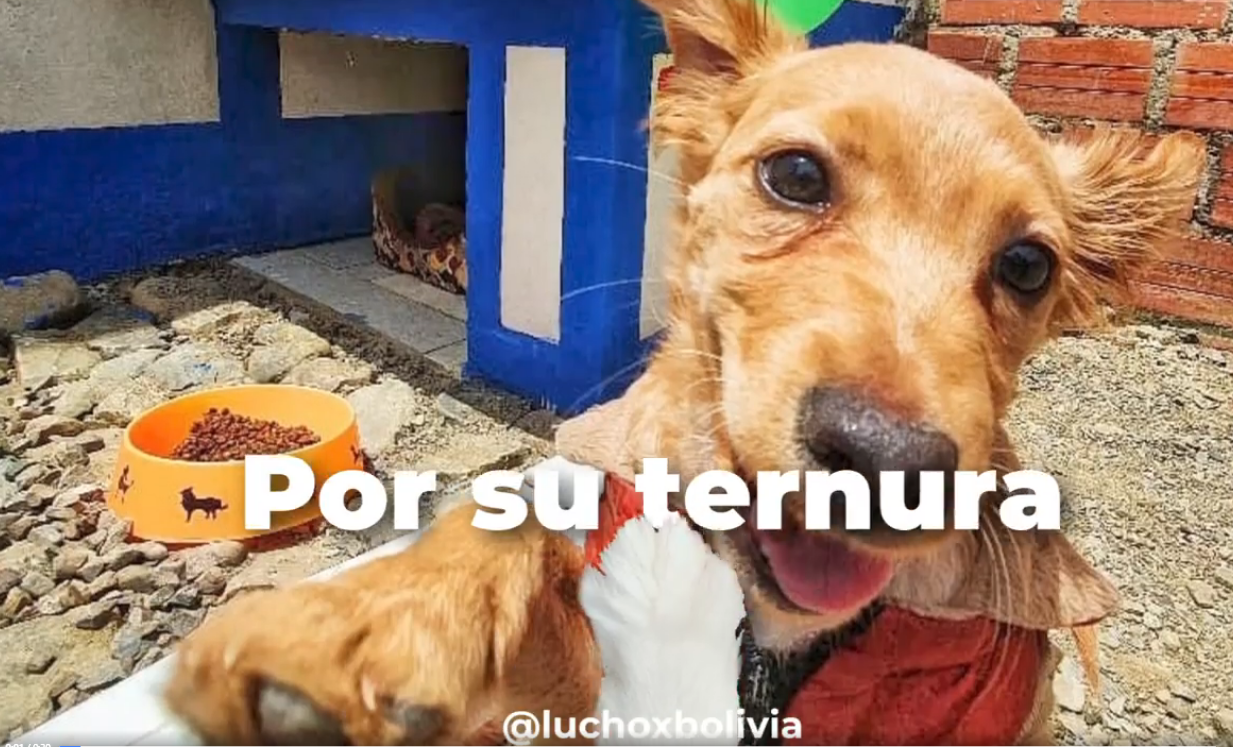 Presidente exhorta a proteger con una vacuna antirrábica a las mascotas