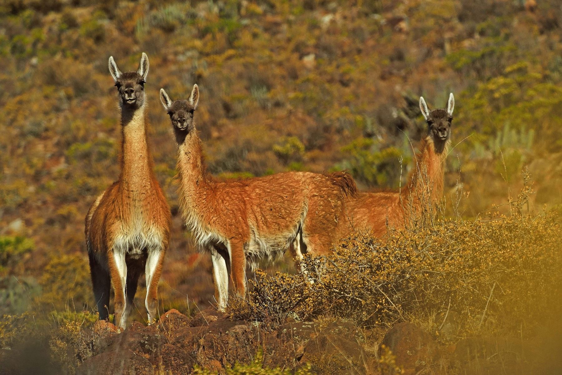 Municipios potosinos convertirán hábitat de 66 guanacos en parque protegido y campesinos serán sus guardianes