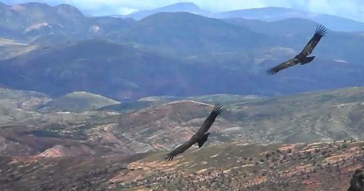 Asamblea pedirá informe sobre la muerte de seis cóndores en Chuquisaca