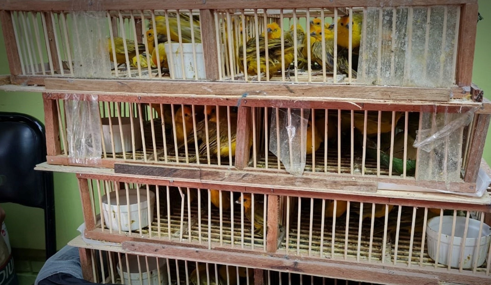 Animalistas denuncian muerte de más de 700 gorriones azafrán que ingresaron de contrabando