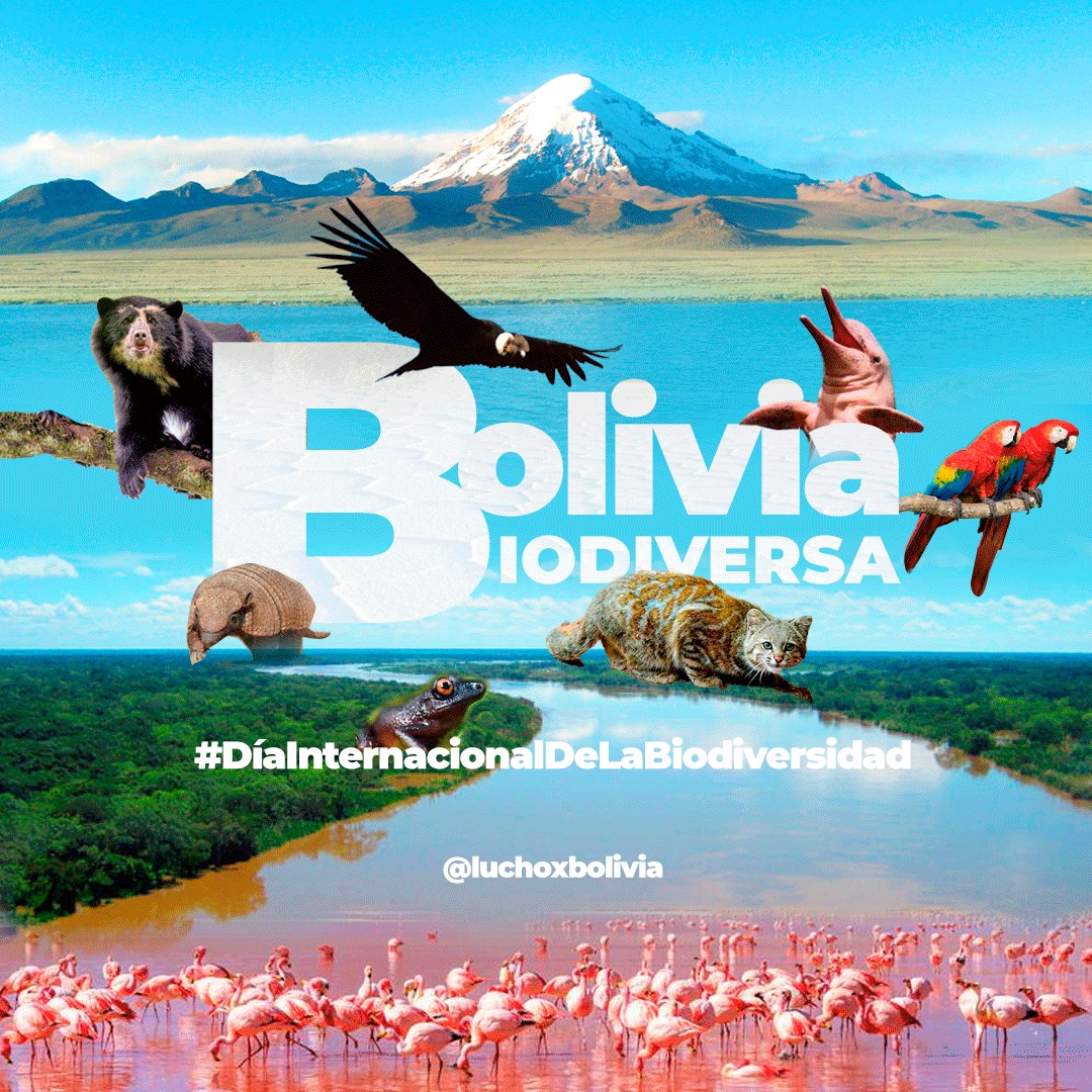 Presidente: Bolivia impulsa el uso de energías limpias para conservar el medio ambiente, la flora y fauna