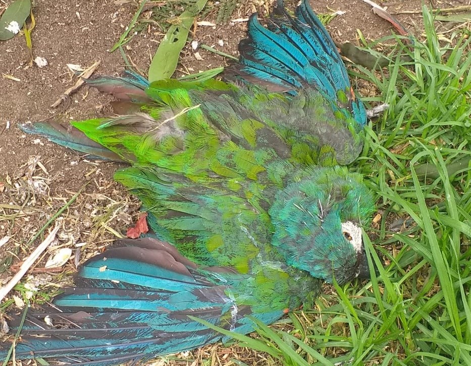 Bioparque Municipal Vesty Pakos podría ser sancionado con el cierre definitivo