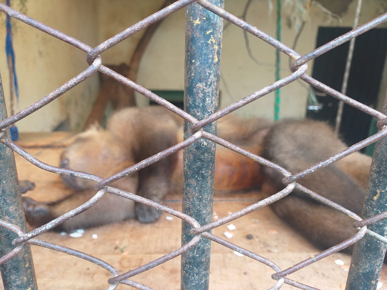 Mala organización e improvisación frenaron el manejo del Bioparque Municipal Vesty Pakos