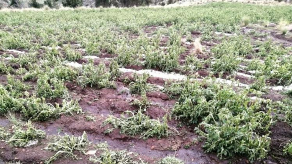 Productores del agro tarijeño exigen declaratoria de zona de desastre por efectos de la helada en cultivos