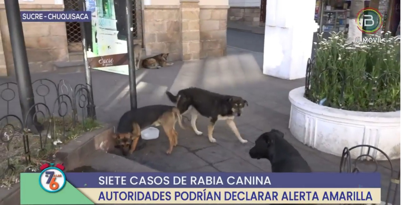 Suman siete los casos de rabia canina en Sucre, analizan declarar alerta amarilla