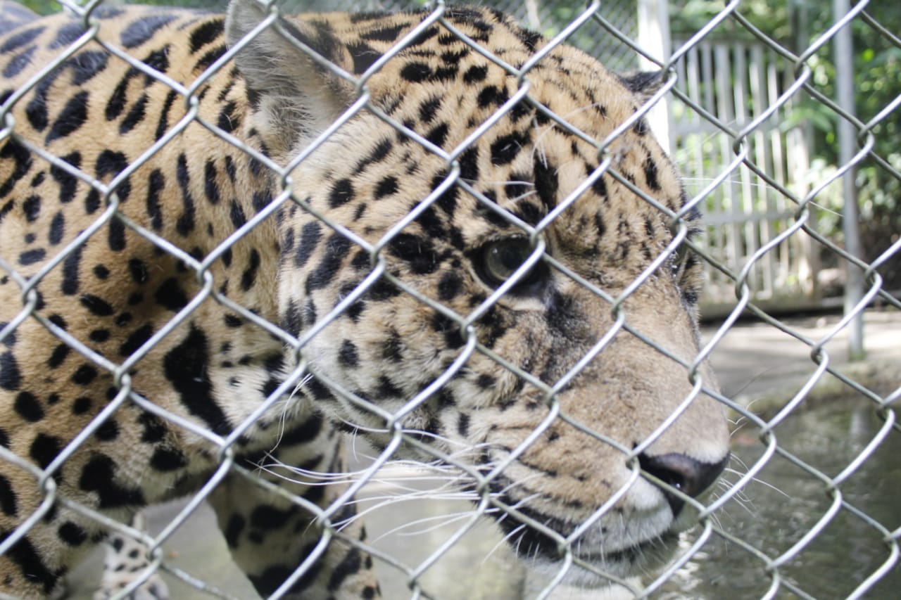 Erasmo y Aníbal sufrieron por falta de atención y maltrato en el Bioparque Vesty Pakos