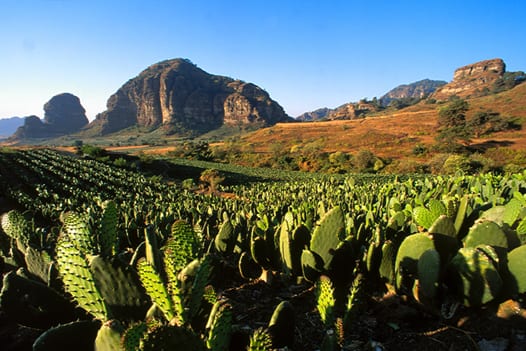 Gobierno proyecta producir nopal para la elaboración de biocombustibles