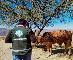 Chuquisaca: 10.000 cabezas de ganado bovino serán vacunadas contra la rabia