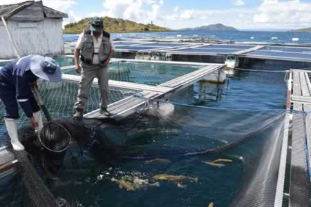 Desarrollo Rural impulsa acciones para reactivar la producción piscícola de Bolivia con apoyo de JICA