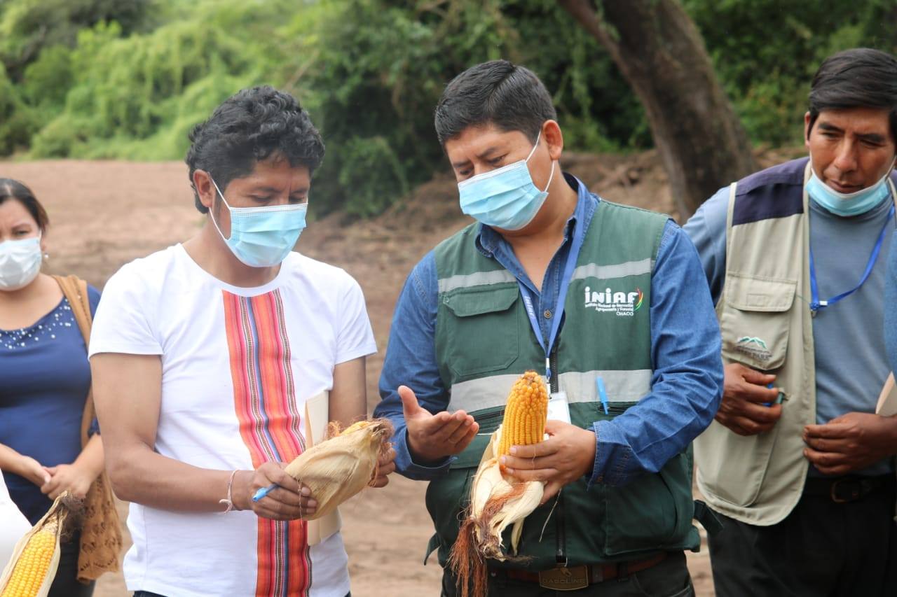 El INIAF socializa nuevas tecnologías para la producción de maíz y trigo