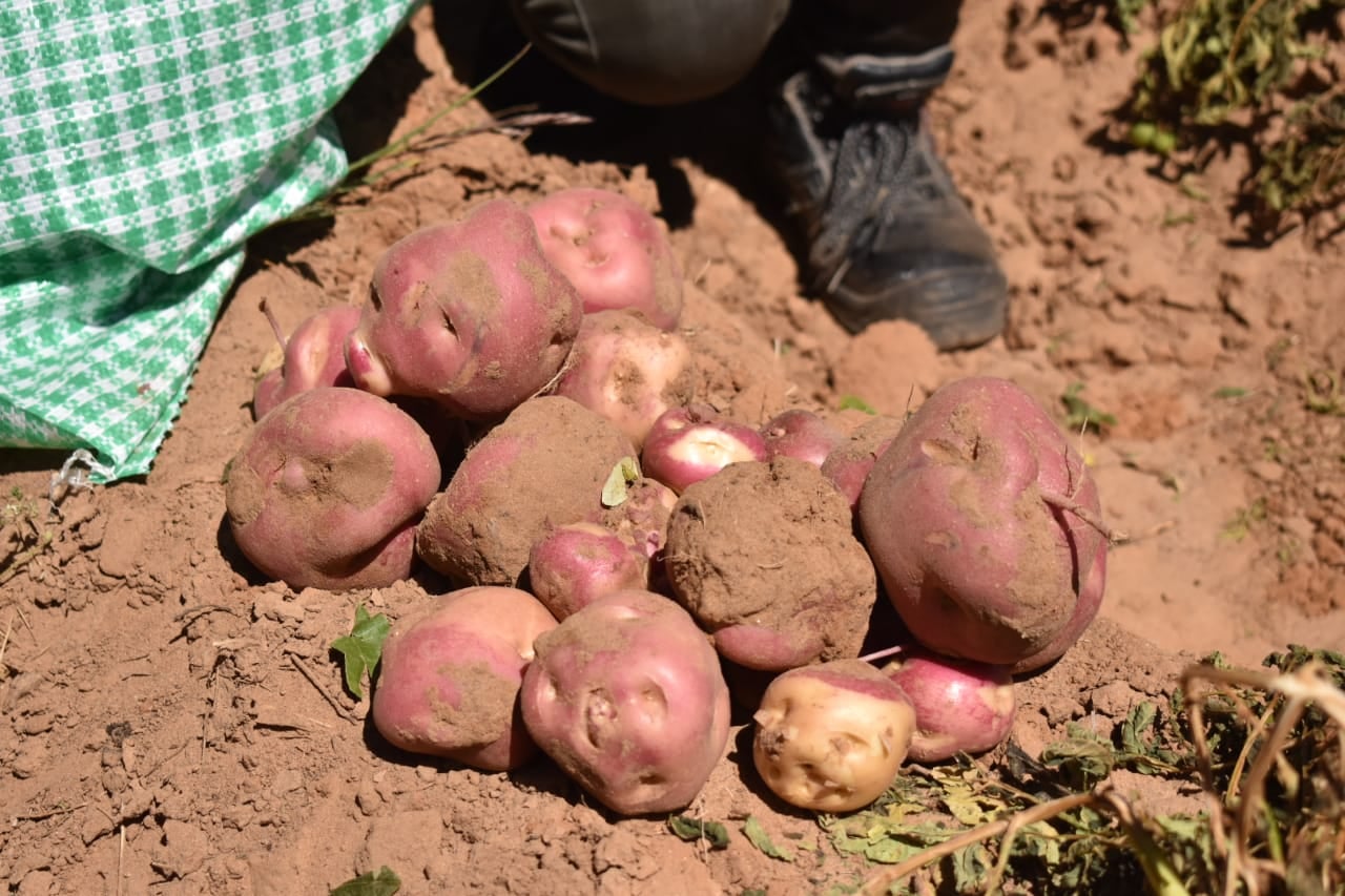 Gobierno ratifica modificación de alícuotas para importar alimentos y preservar la producción nacional