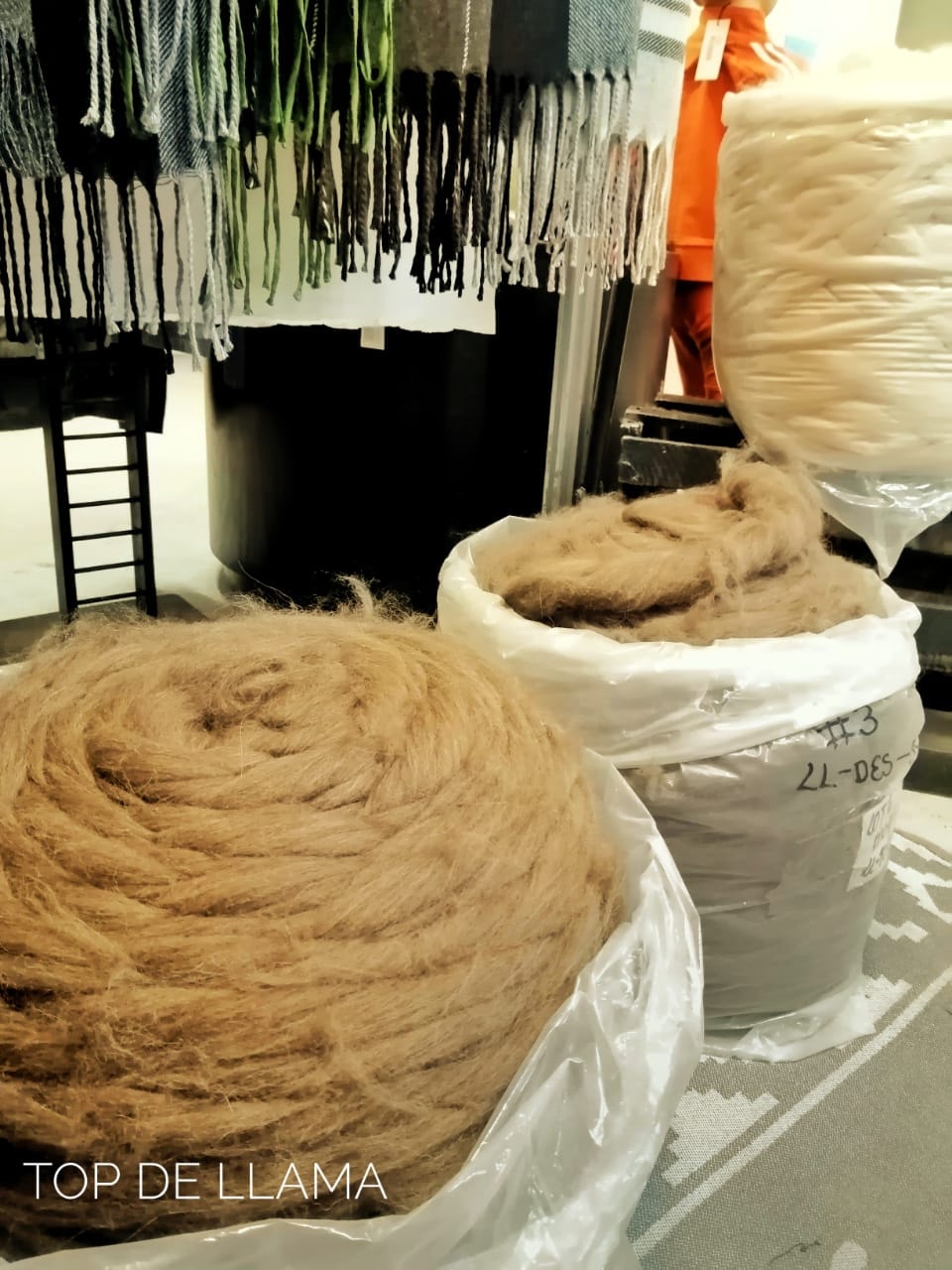 Empresa Yacana iniciará la industrialización de fibra de llama en su planta de Kallutaca