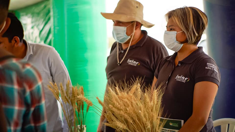 Gobierno promociona nuevas tecnologías para incrementar la producción de trigo en el país