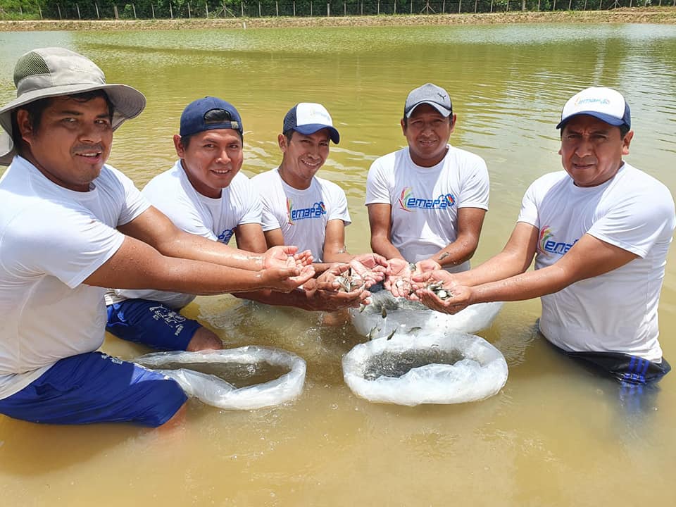 Complejo piscícola de Emapa cuenta con estanques con 33.330 alevines de Tambaquí y Pacú