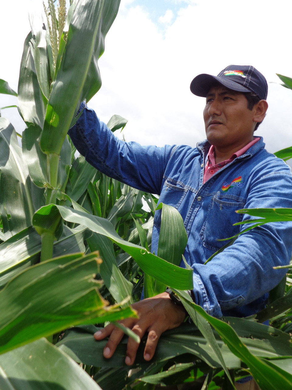 Emapa y productores fijan precios del maíz amarillo para la campaña de verano