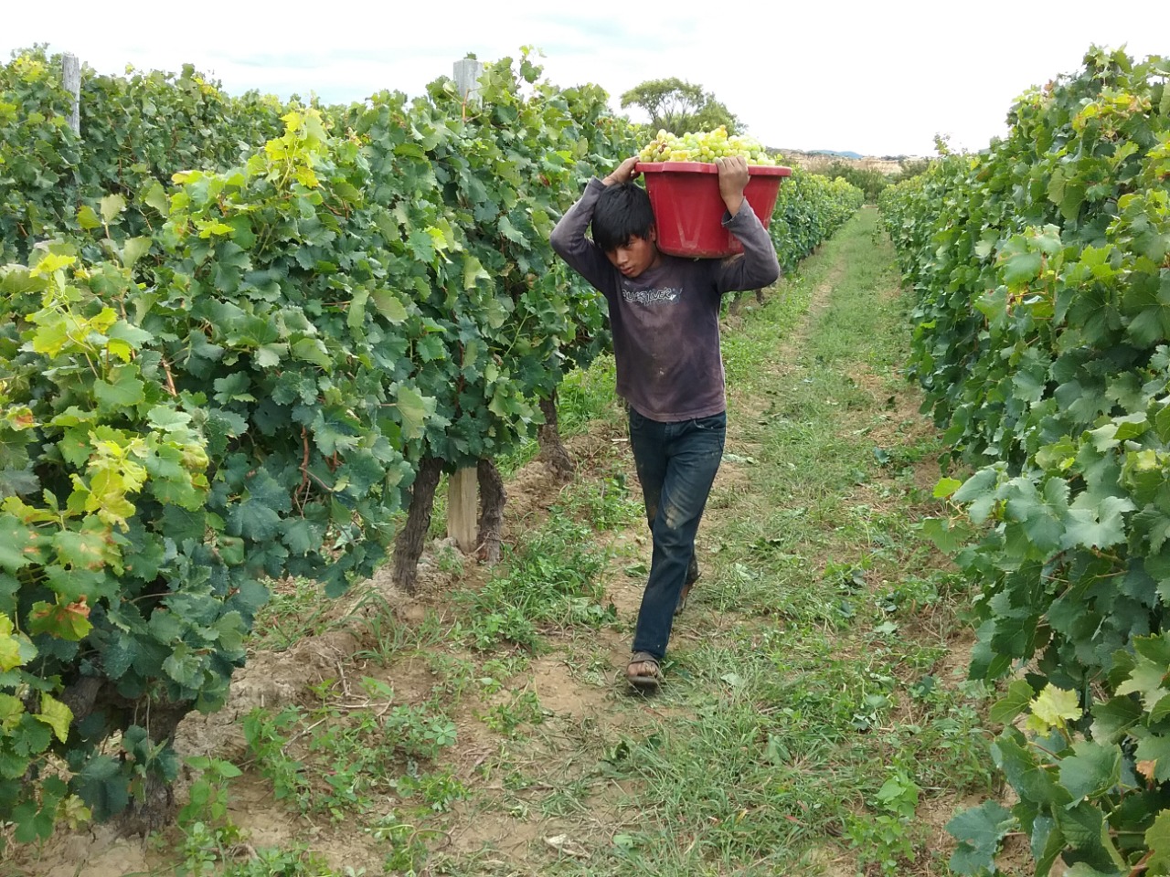 Cerca de 25 mil familias accederán a recursos para emprendimientos productivos