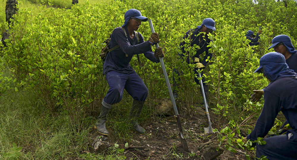 Viceministro: Este año se erradicarán 9.000 hectáreas de coca excedente en el Trópico y Yungas