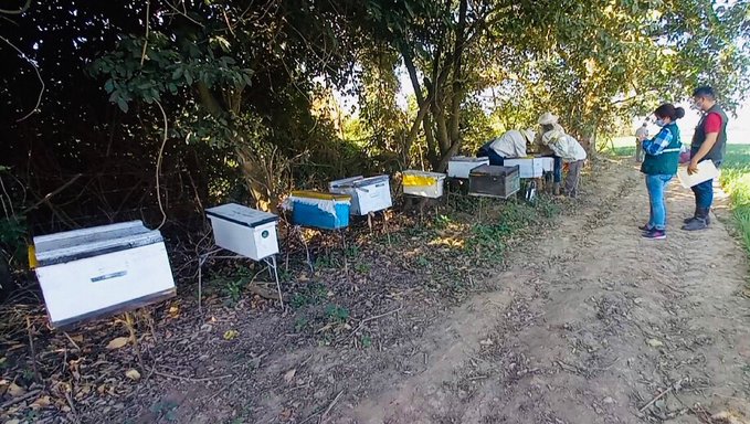 Senasag espera resultado de laboratorio para verificar mortandad de abejas en dos municipios cruceños
