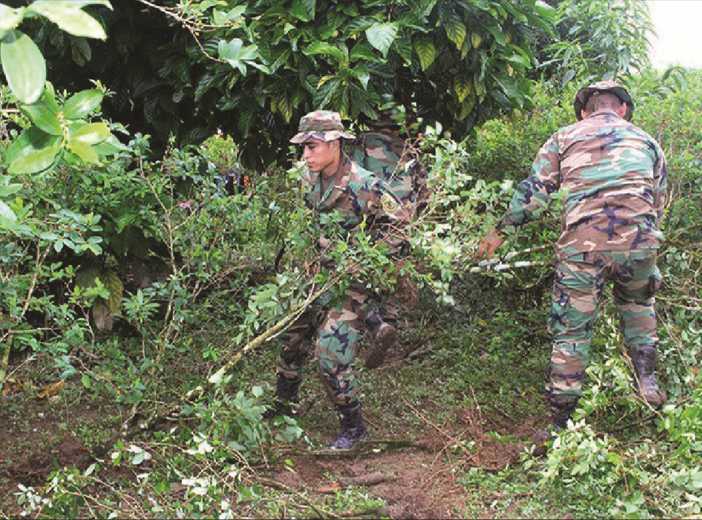 Reportan 2.386 hectáreas de coca erradicadas entre abril y junio de este año