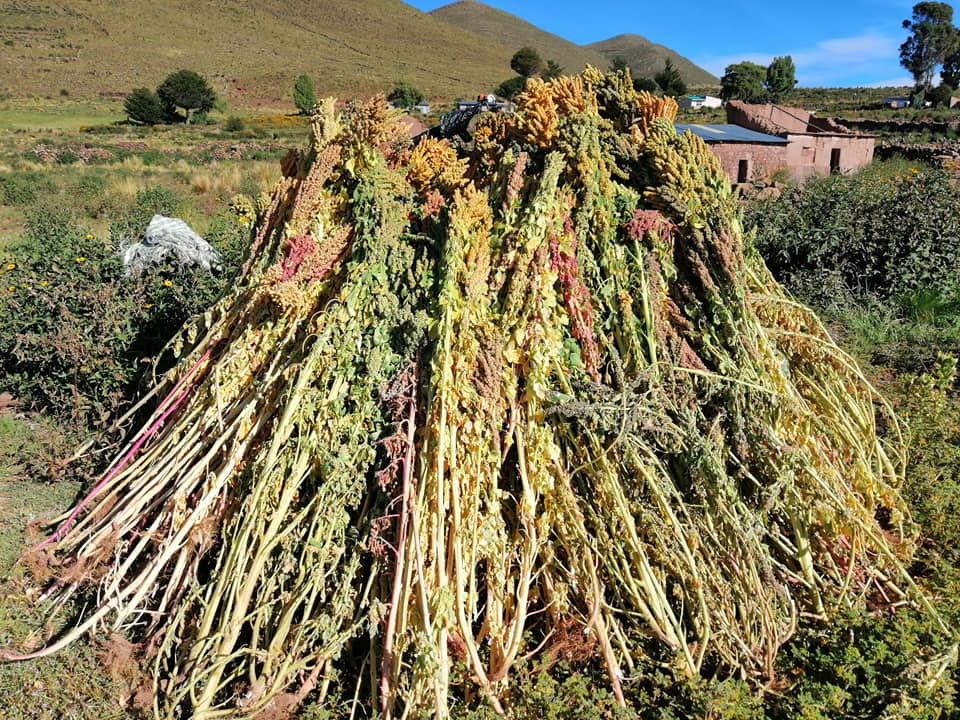 La FAO advierte que el mundo enfrenta una escasez de alimentos