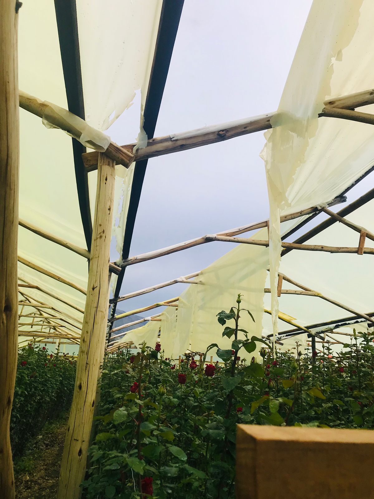 Reportan más de 45 hectáreas de flores y cultivos destruidas por granizada en tres municipios de Cochabamba